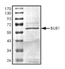 BuB1 Protein, Human, Recombinant (GST)