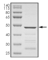 Bad Protein, Human, Recombinant (GST)