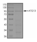 ATG13 Protein, Human, Recombinant (GST)