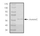 AURORA C, Human, Recombinant (GST)