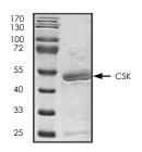 CSK Protein, Human, Recombinant