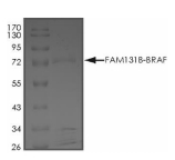 FAM131B-BRAF Protein, Human, Recombinant (GST)