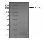 Axin-2 Protein, Human, Recombinant (GST)