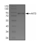 AKT3 Protein, Human, Recombinant (Active, GST)
