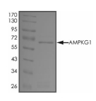 PRKAG1 Protein, Human, Recombinant (GST)