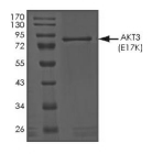 AKT3 Protein, Human, Recombinant (E17K, GST)