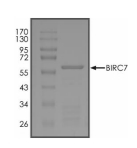 Livin/BIRC7 Protein, Human, Recombinant (GST)