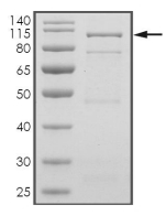 BMX Protein, Human, Recombinant (GST)
