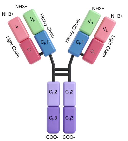 Anti-CHL1 Antibody (6X808)