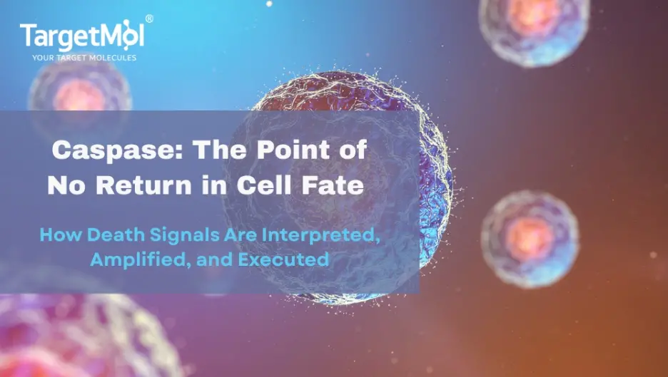 Caspases in Cell Death and Inflammation: Mechanisms, Pathways, and ...