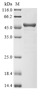SYNCRIP Protein, Human, Recombinant (GST)