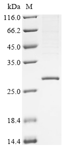 Cathepsin O Protein, Human, Recombinant (His & Myc)