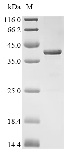 Adipolin Protein, Human, Recombinant (His)