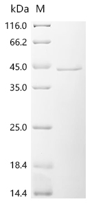 TRADD Protein, Human, Recombinant (His)