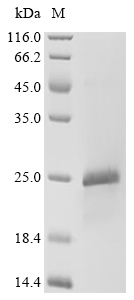 Heat-stable enterotoxin A2 Protein, E. coli, Recombinant (His & Myc & SUMO)