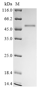 Complement C4-B Protein, Human, Recombinant (His & SUMO)