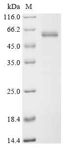 ACOD1 Protein, Mouse, Recombinant (His & Myc)