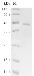 Wnt7b Protein, Human, Recombinant (His & Myc)