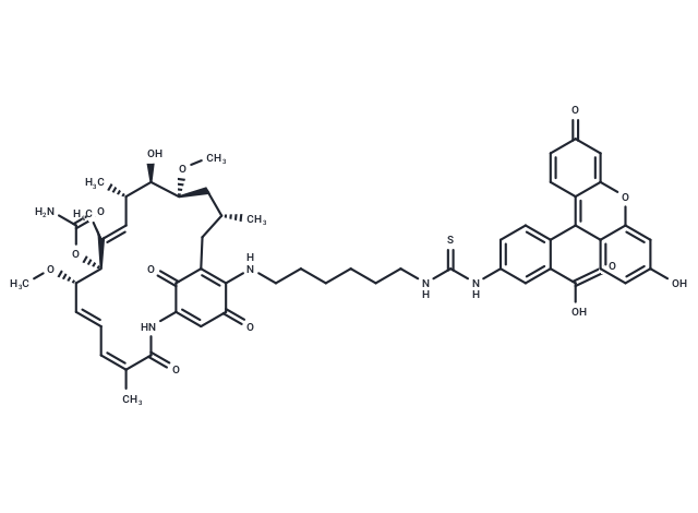 Geldanamycin-FITC