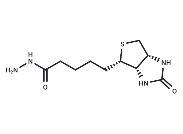 Biotin Hydrazide