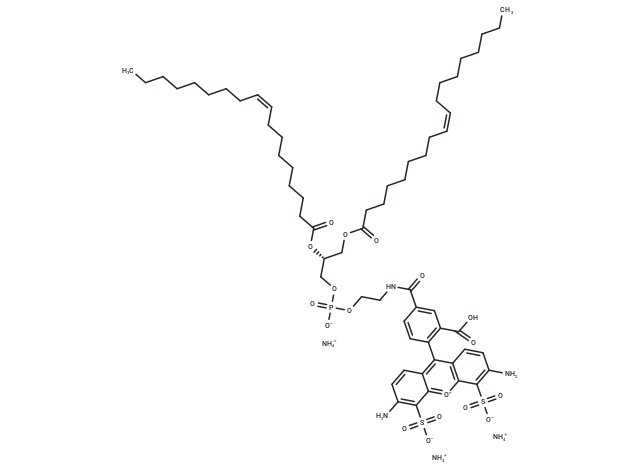 18:1 PE-BODIPY 505/515 AF488 ammonium