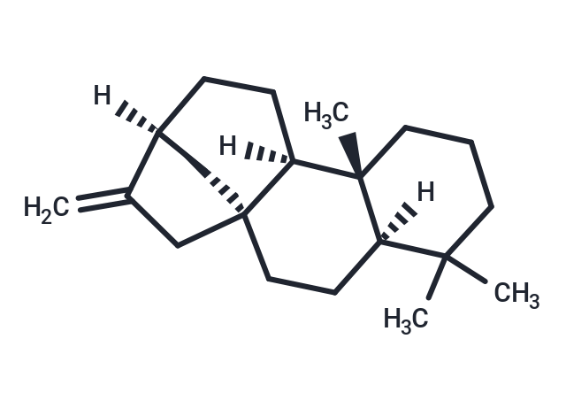 (-)-Phyllocladene