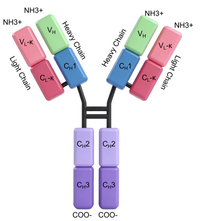 Anti-BAP31 Antibody (2K702)