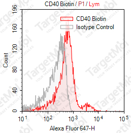 Anti-CD40 Antibody-Biotin (3A8)