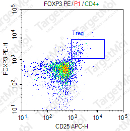 Anti-FOXP3 Antibody-PE (PCH101)
