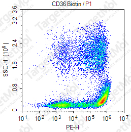 Anti-CD36 Antibody-Biotin (3E12)