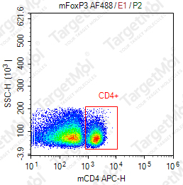 Anti-Foxp3 Antibody-AF488 (SB168a)