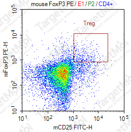 Anti-FOXP3 Antibody-PE (SB168a)