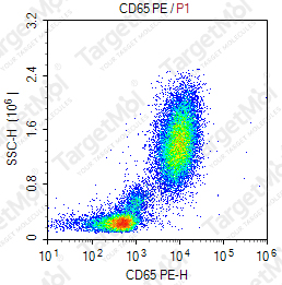 Anti-CD65 Antibody-PE (VIM8)