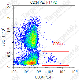 Anti-CD34 Antibody-PE (581)
