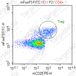 Anti-FOXP3 Antibody-FITC (SB168a)