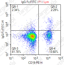 Anti-IgG Fc Antibody-FITC (1G4)