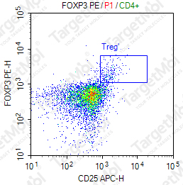 Anti-FOXP3 Antibody-PE (236A/E7)