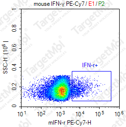 Anti-IFN-γ Antibody-PE-Cy7 (XMG1.2)