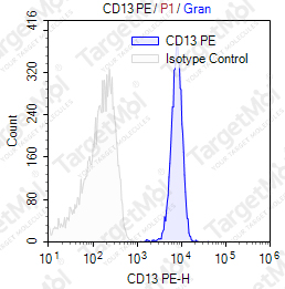 Anti-CD13 Antibody-PE (22A5)