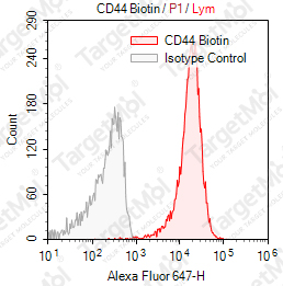 Anti-CD44 Antibody-Biotin (Bu52)