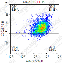 Anti-CD223 Antibody-PE (YT3)