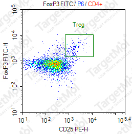 Anti-FOXP3 Antibody-FITC (SB151b)