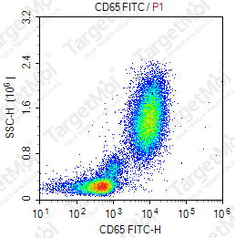 Anti-CD65 Antibody-FITC (VIM8)