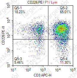Anti-CD226 Antibody-PE (FMULeoA1)