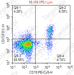 Anti-CD73 Antibody-FITC (AD2)