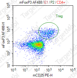 Anti-Foxp3 Antibody-AF488 (SB168a)