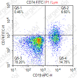 Anti-CD74 Antibody-FITC (BU45)