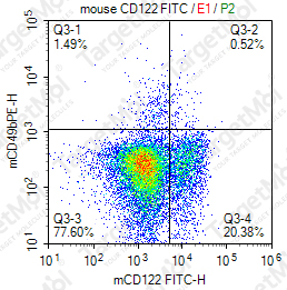 Anti-CD122 Antibody-FITC (TM-b1)