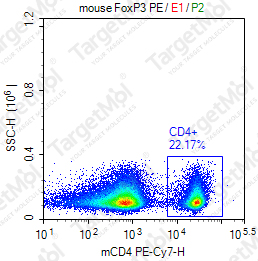 Anti-FOXP3 Antibody-PE (SB168a)