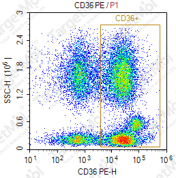 Anti-CD36 Antibody-PE (3E12)